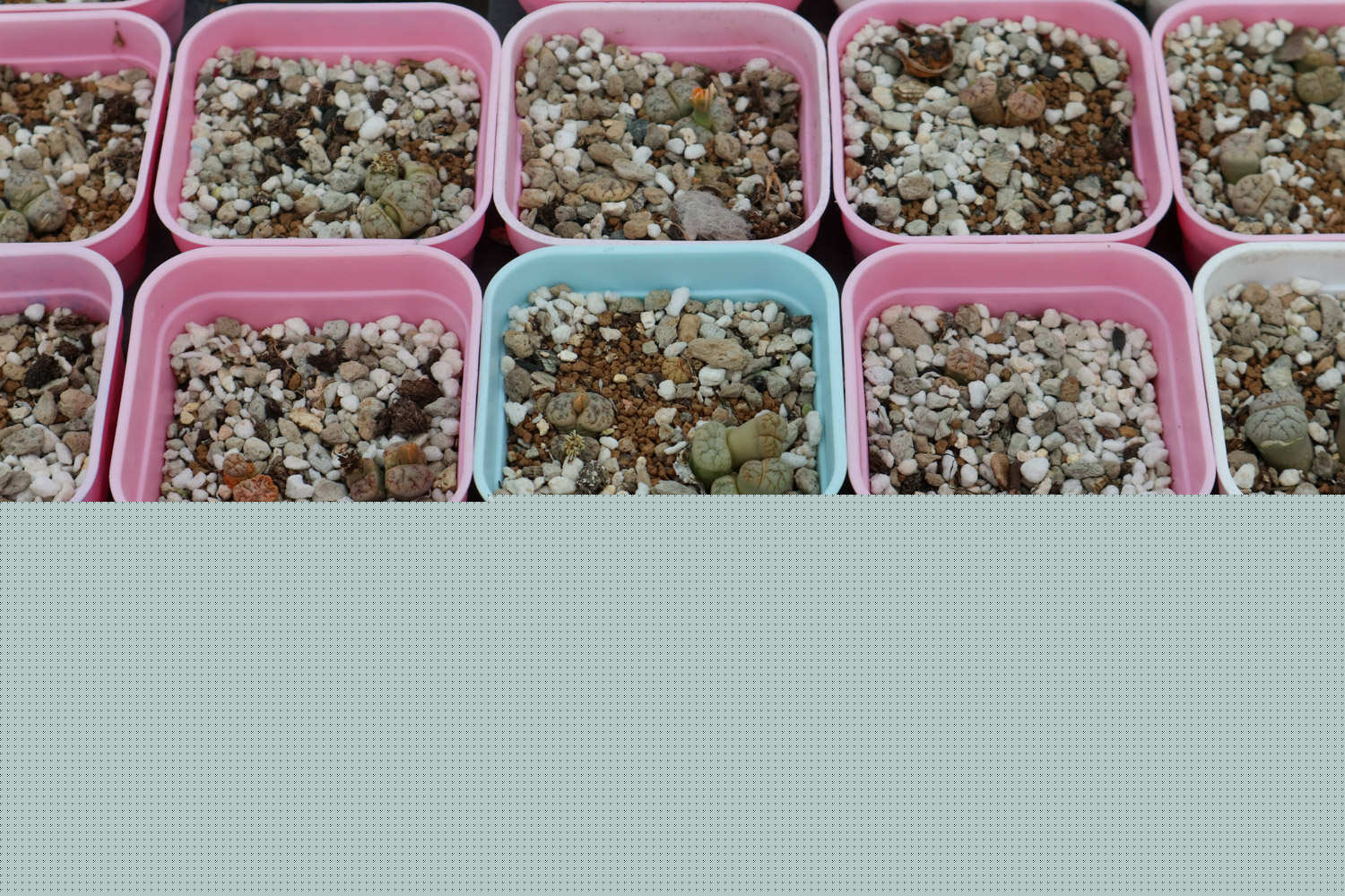 关于史蒂夫的一切