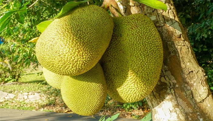 冰淇淋般的爱恋