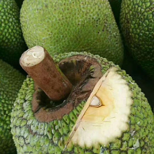 博格对战麦肯罗